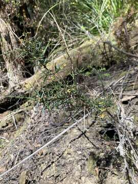 Image de <i>Daviesia <i>ulicifolia</i></i> subsp. ulicifolia