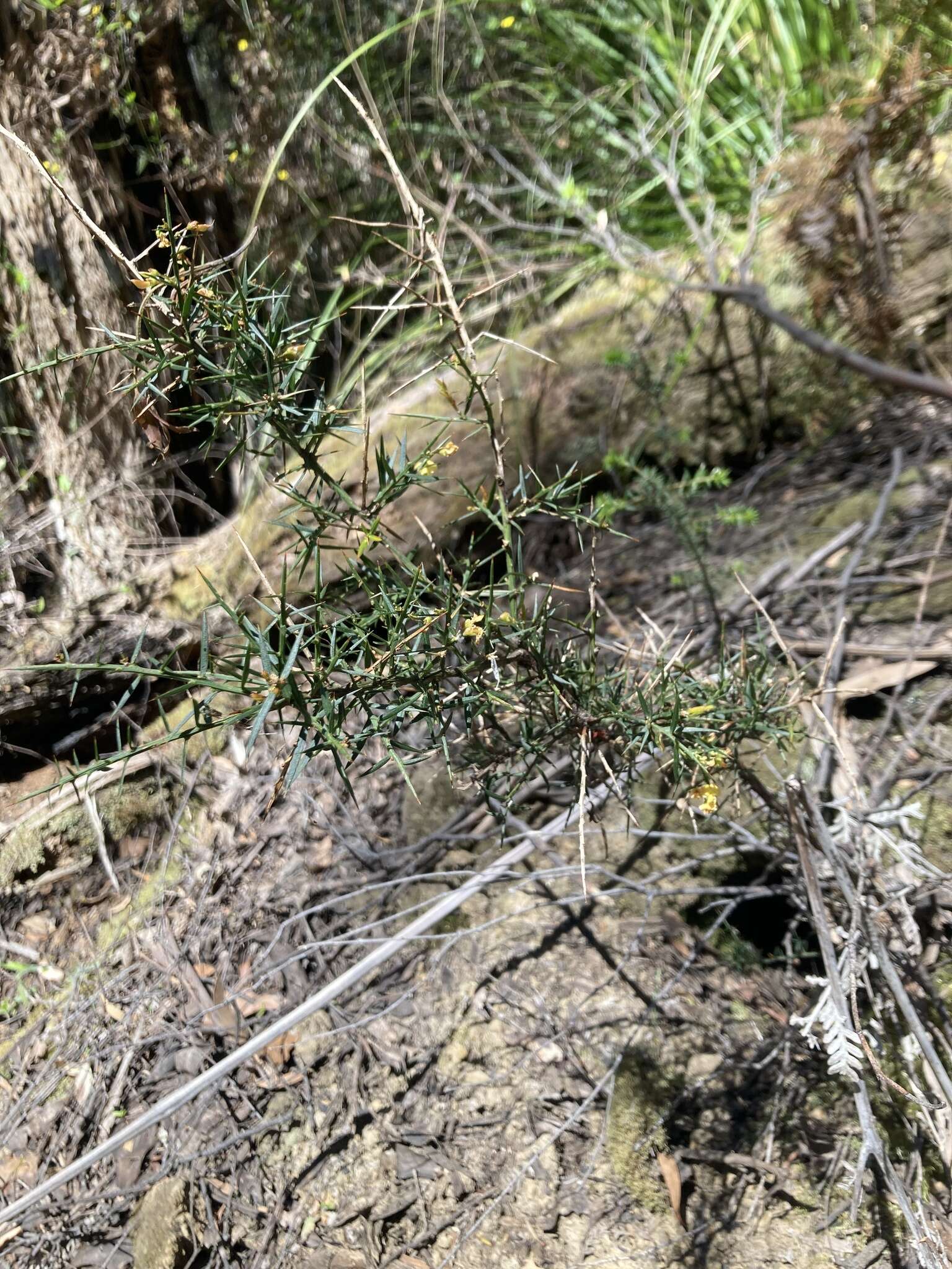 Image de <i>Daviesia <i>ulicifolia</i></i> subsp. ulicifolia