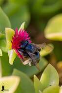 Xylocopa viridis Smith 1854 resmi