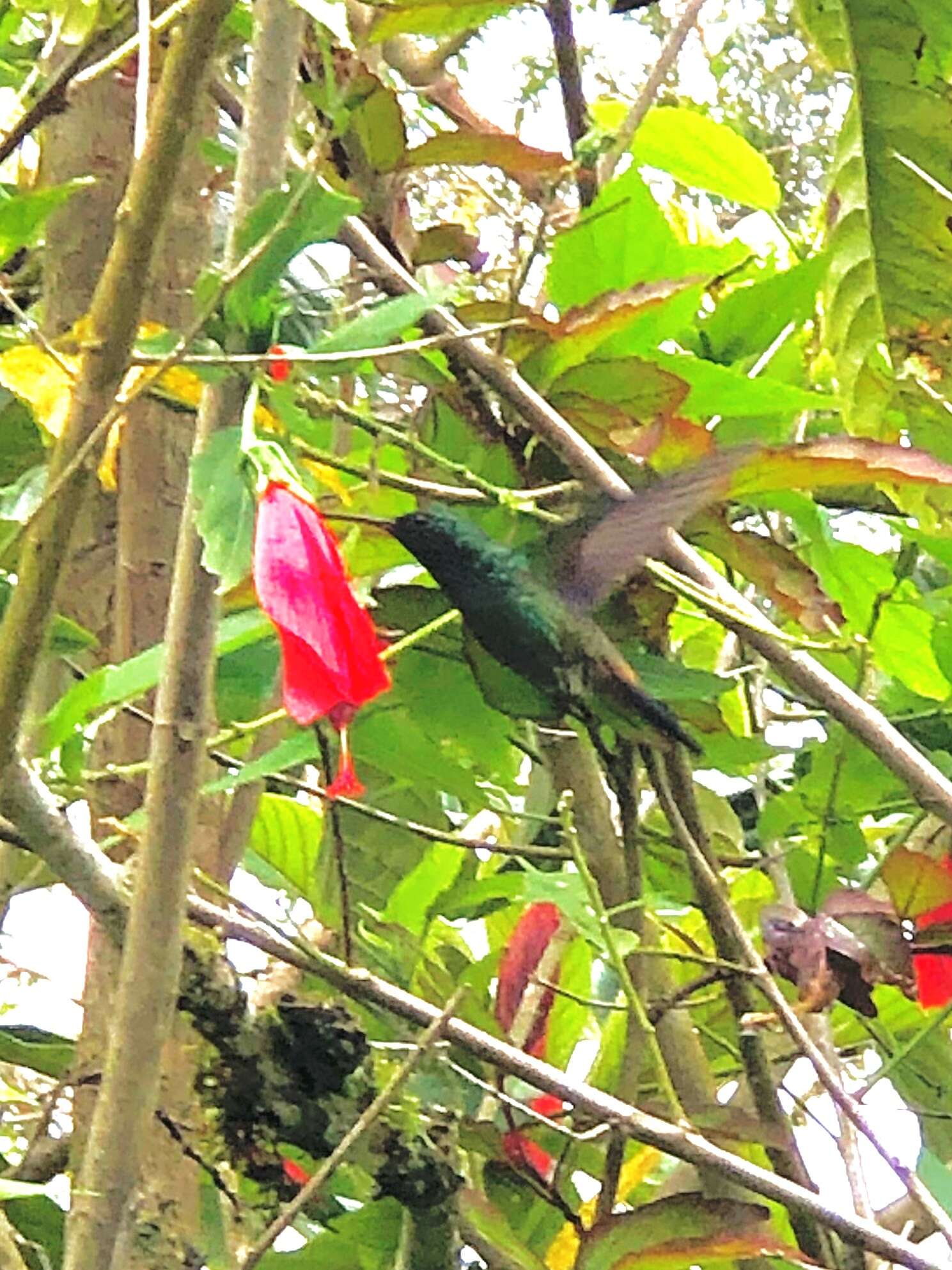 Image of Copper-rumped Hummingbird