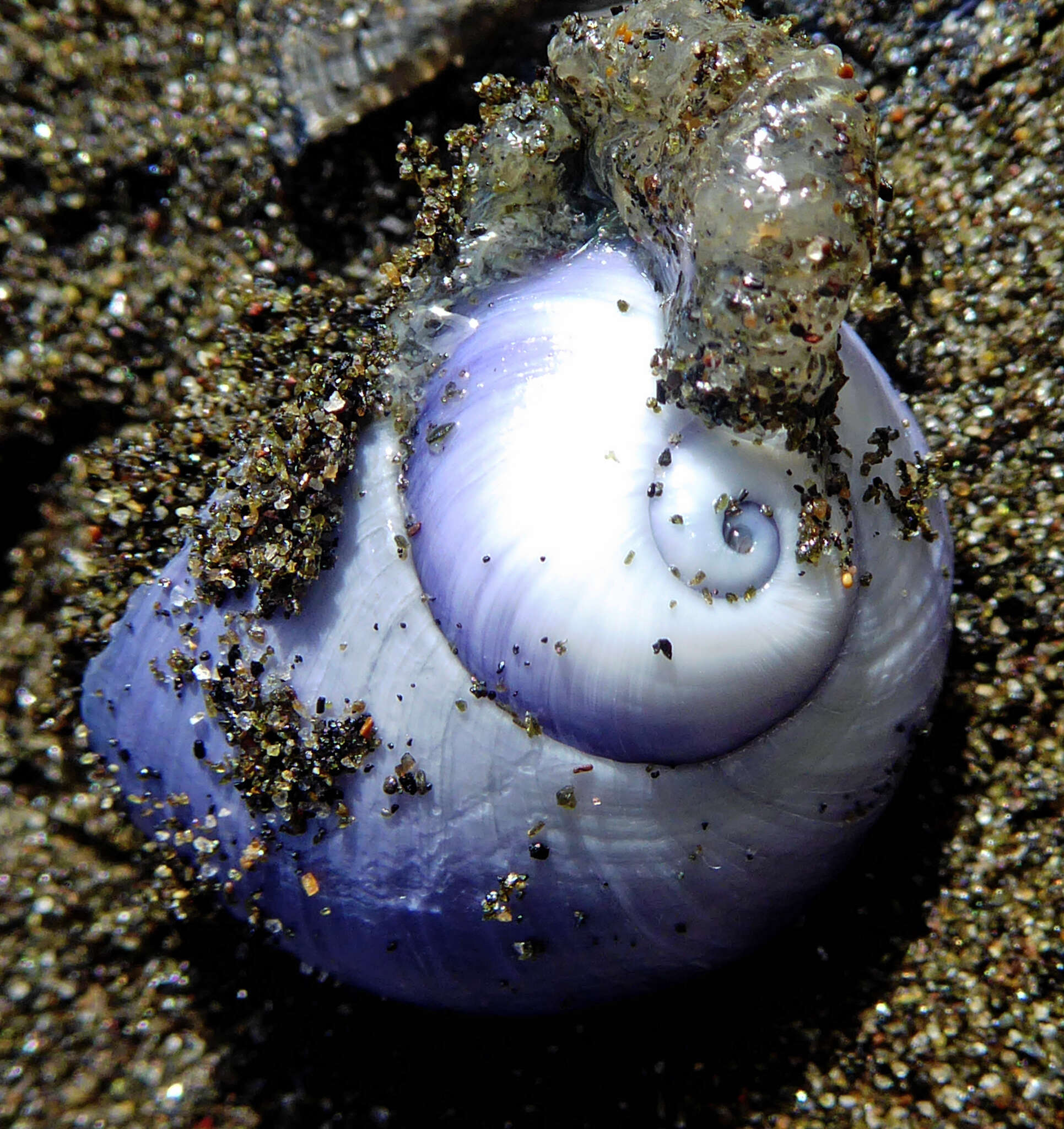 Image of bubble raft shell