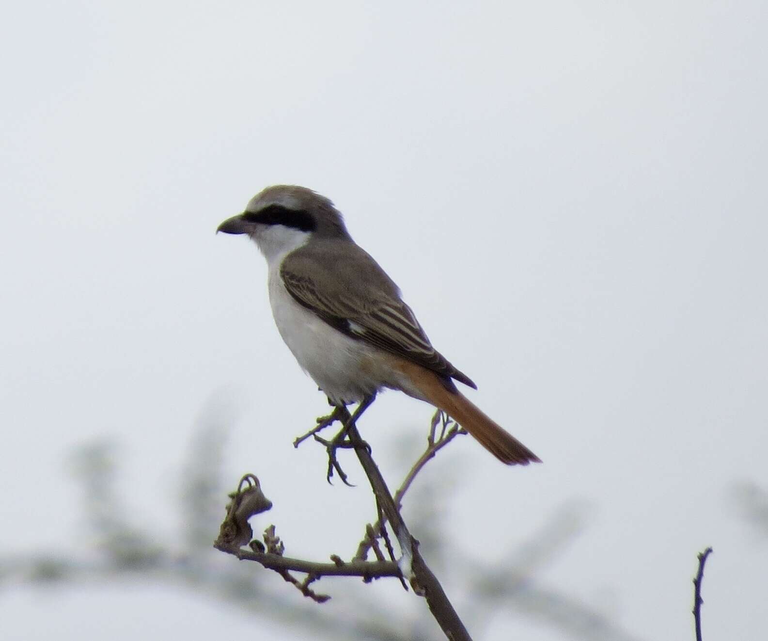 Image of Red-tailed Shrike