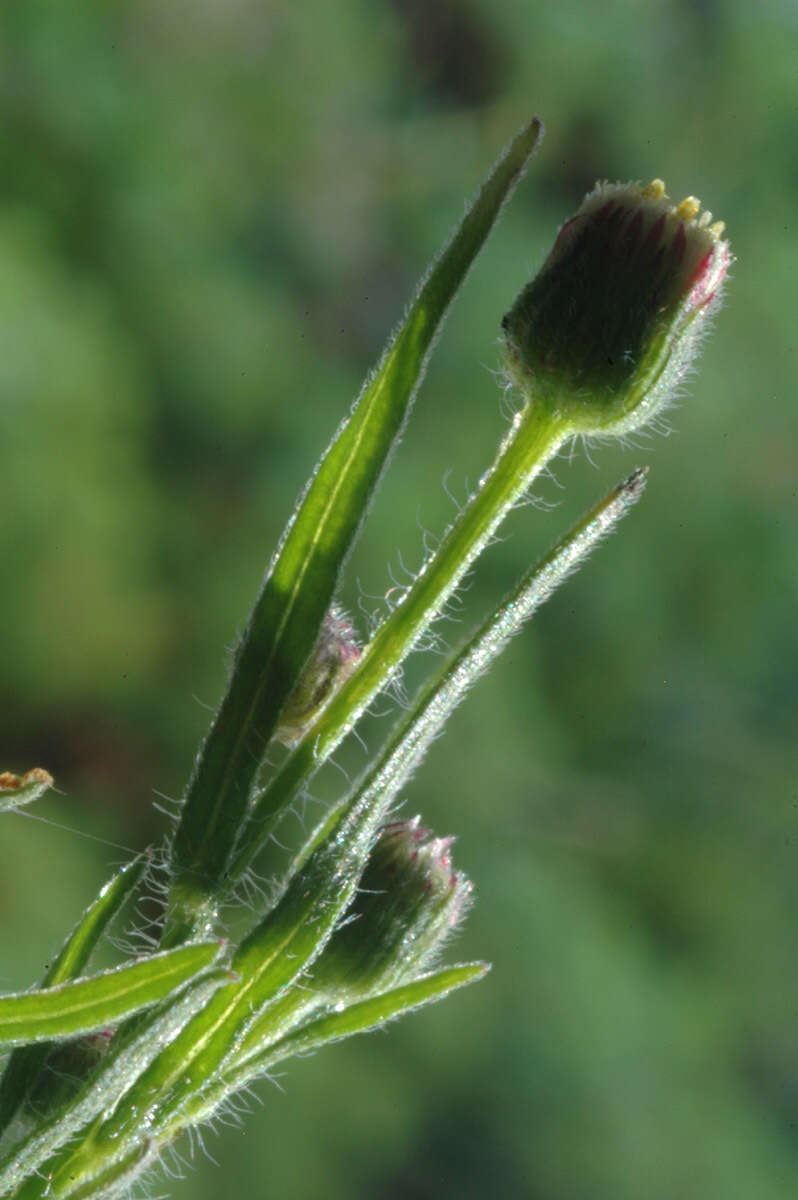 Image of Erigeron floribundus (Kunth) Sch. Bip.