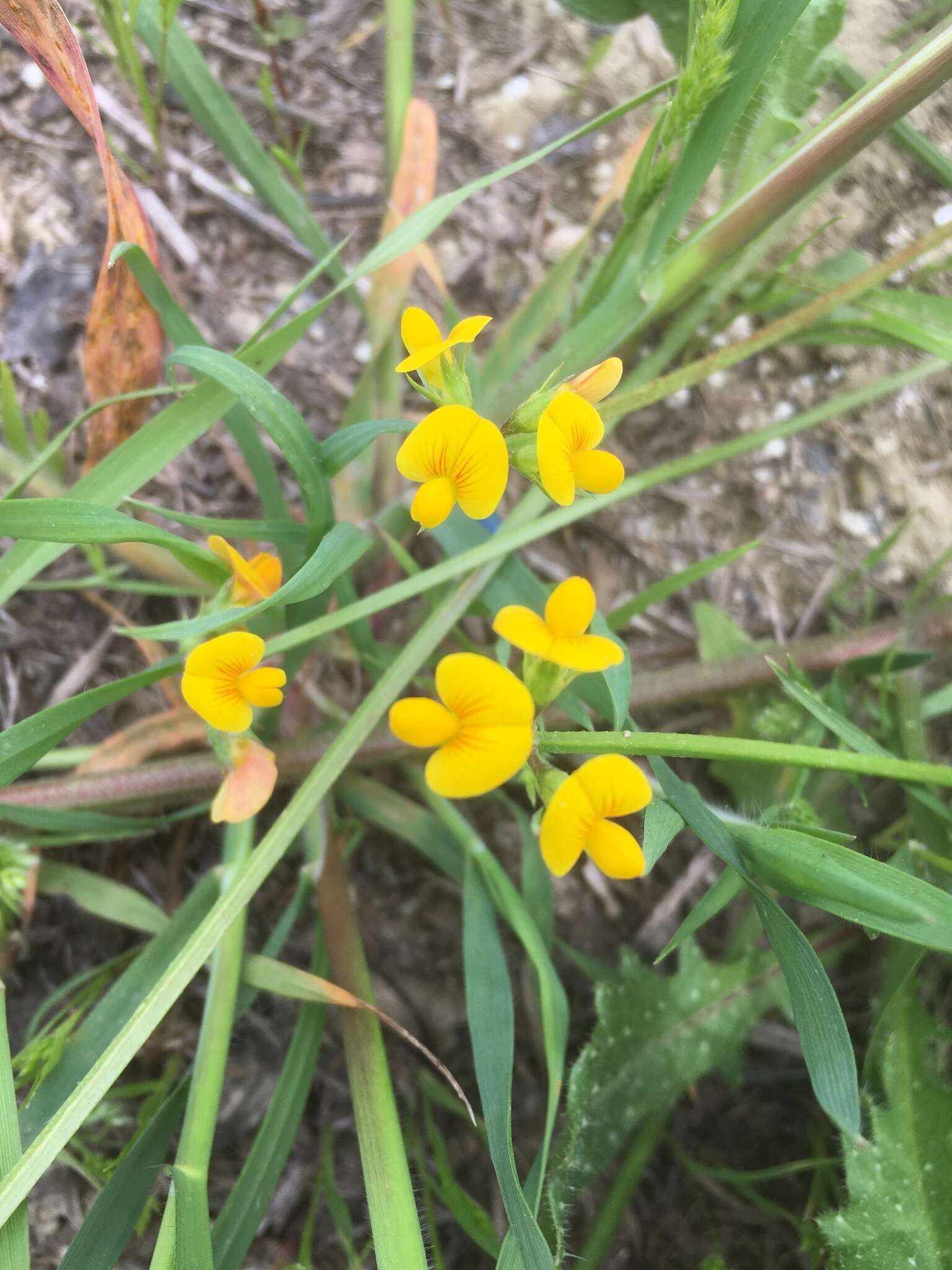 Plancia ëd Scorpiurus muricatus var. subvillosus (L.) Fiori