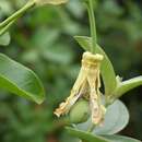 Image of Passiflora mucronata Lam.