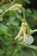 Image of Passiflora mucronata Lam.