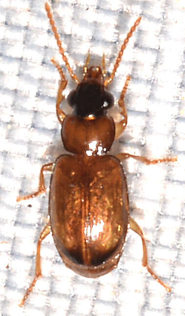 Слика од Perigona (Trechicus) nigriceps (Dejean 1831)