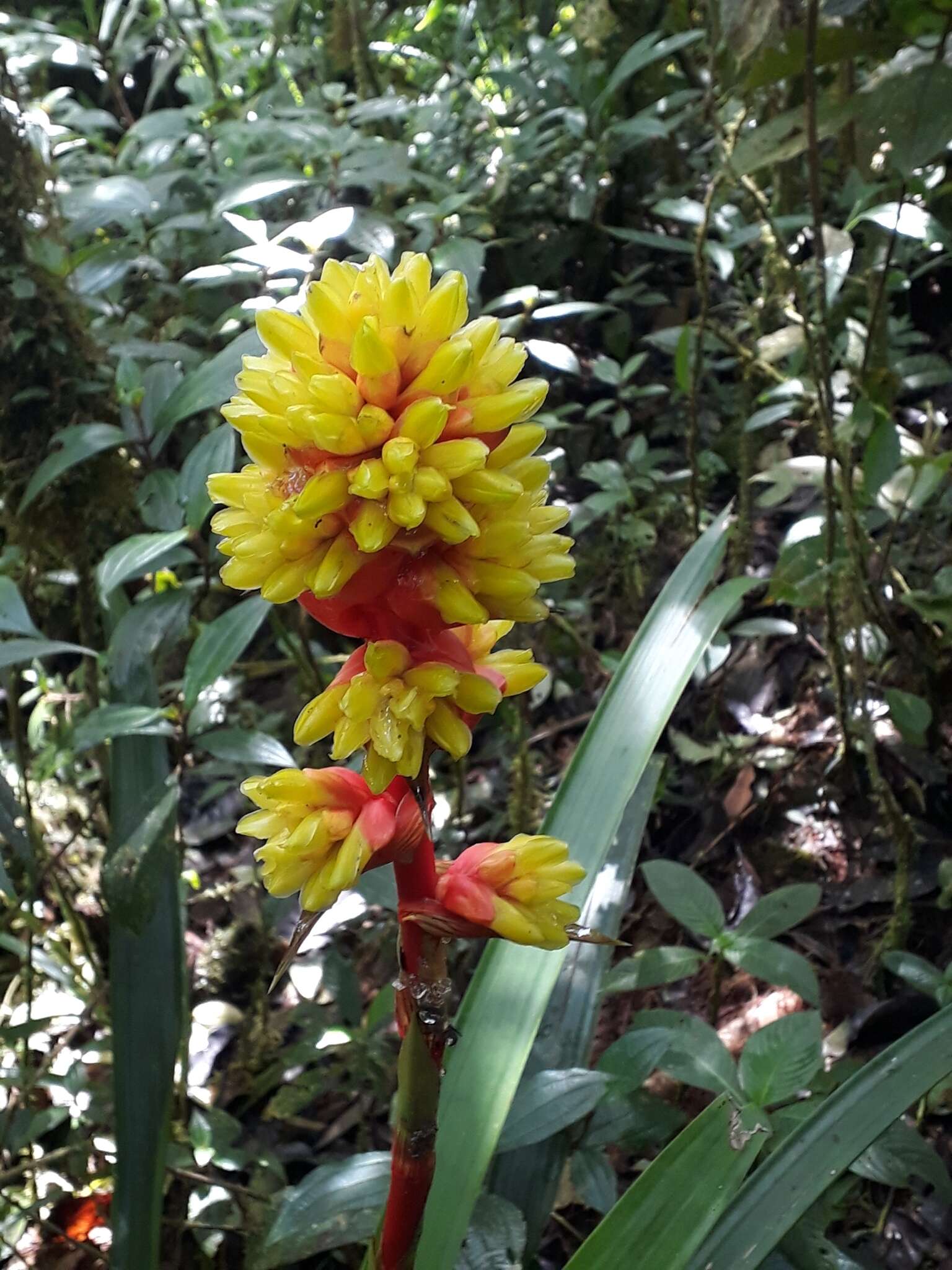 Image of Guzmania weberbaueri Mez