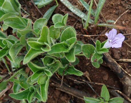 Plancia ëd Ruellia cordata Thunb.