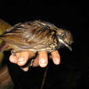 Image of Black-throated Wren-Babbler