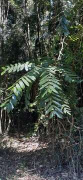 Image of Dysoxylum rufum (A. Rich.) Benth.