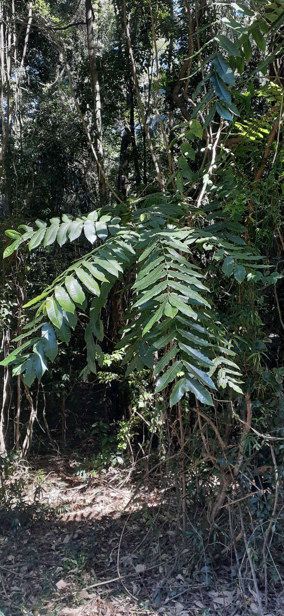 Слика од Dysoxylum rufum (A. Rich.) Benth.