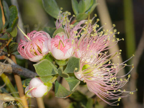 Image of Kunzea pulchella (Lindl.) A. S. George