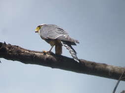 Image of Aplomado Falcon