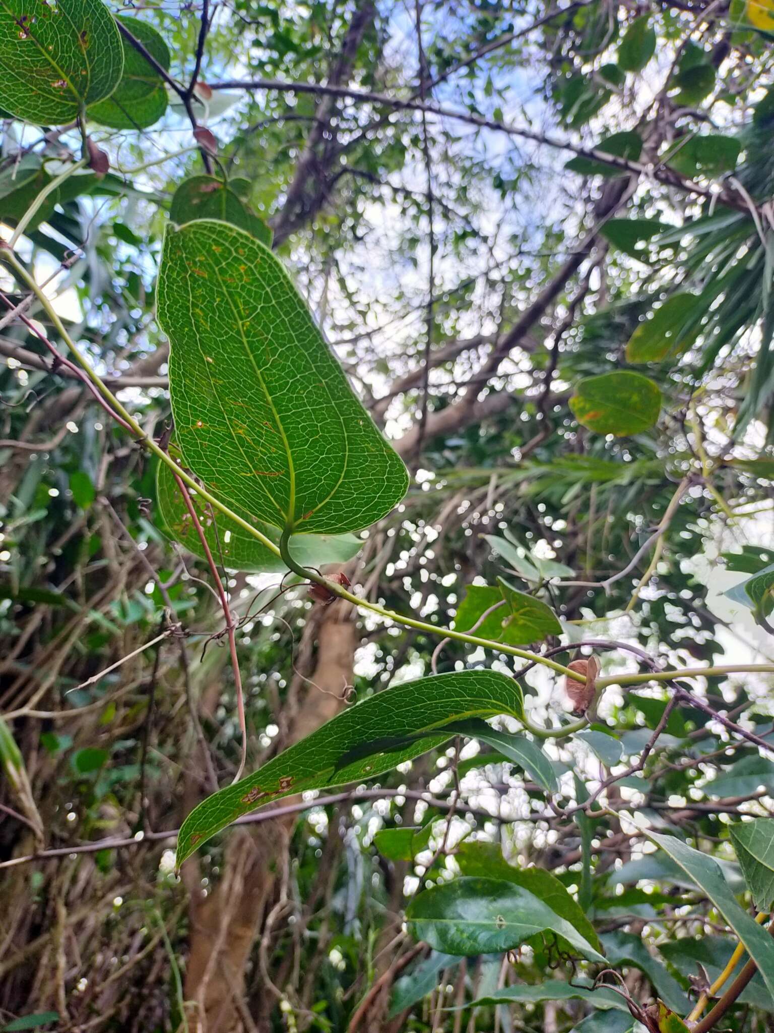 Image of Smilax ocreata A. DC.