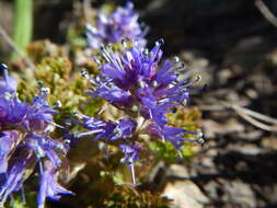 Image of featherleaf kittentails