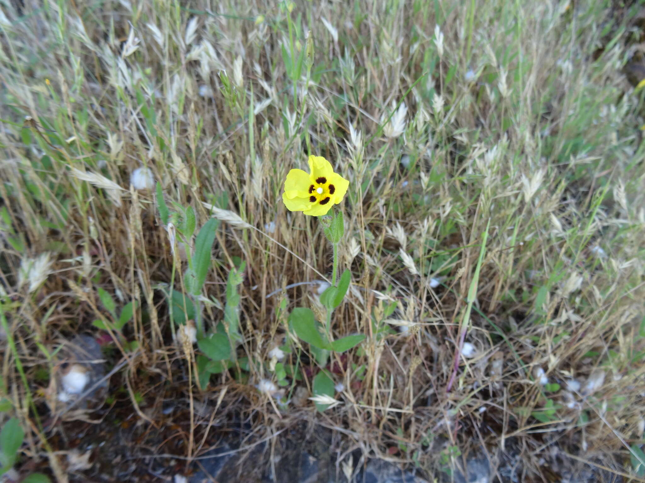 Tuberaria resmi