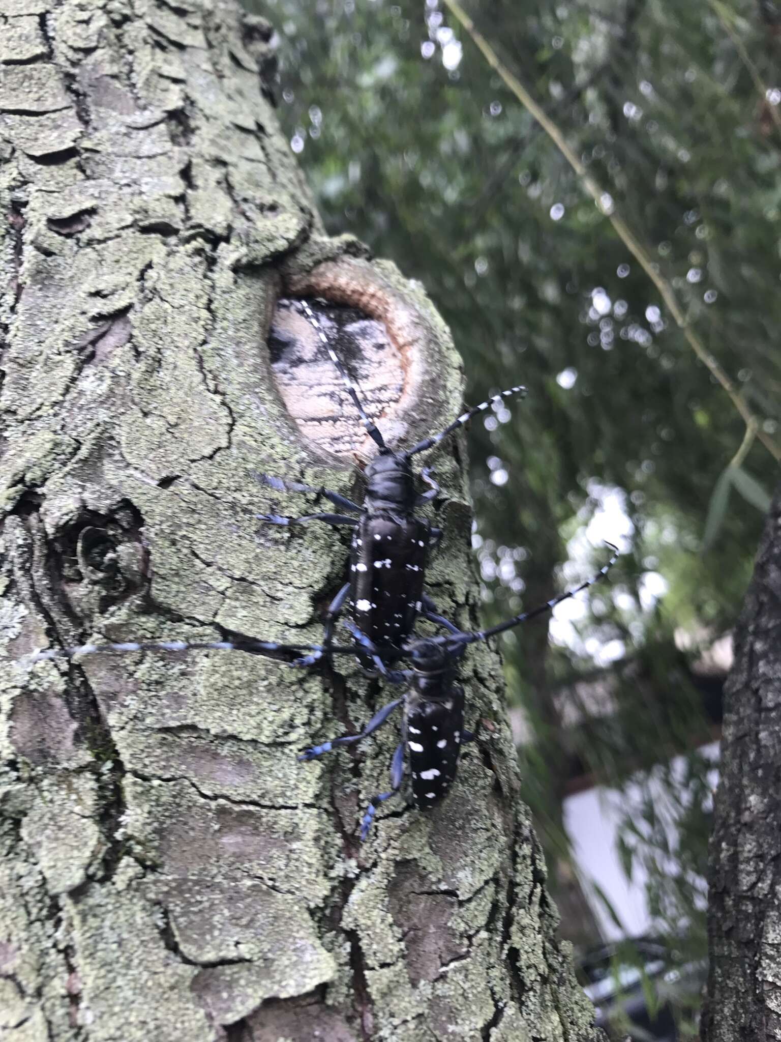 Image of Asian Longhorned Beetle