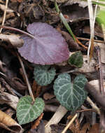 Image of Viola sieboldii Maxim.