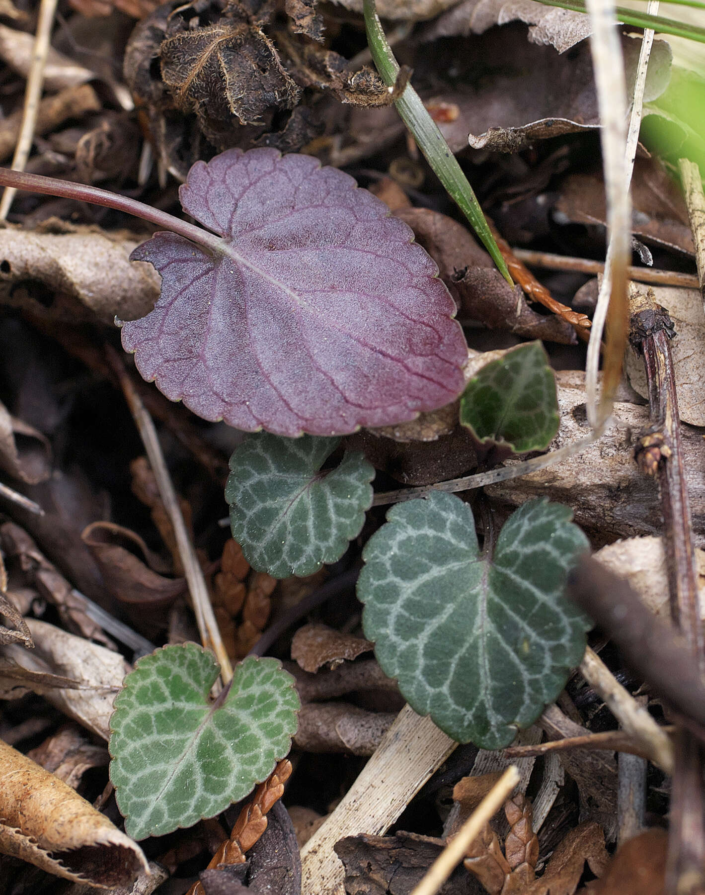 Image of Viola sieboldii Maxim.