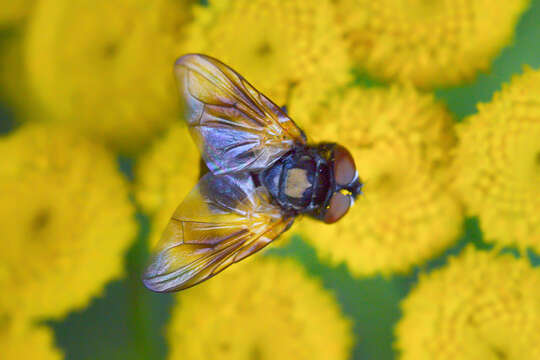 Image of Phasia aurulans Meigen 1824