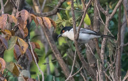 Image of Northern Puffback