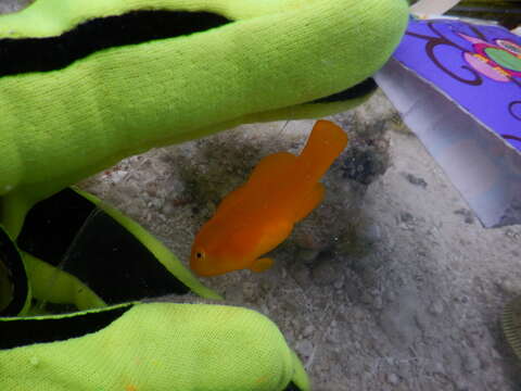 Image of Yellow clown goby