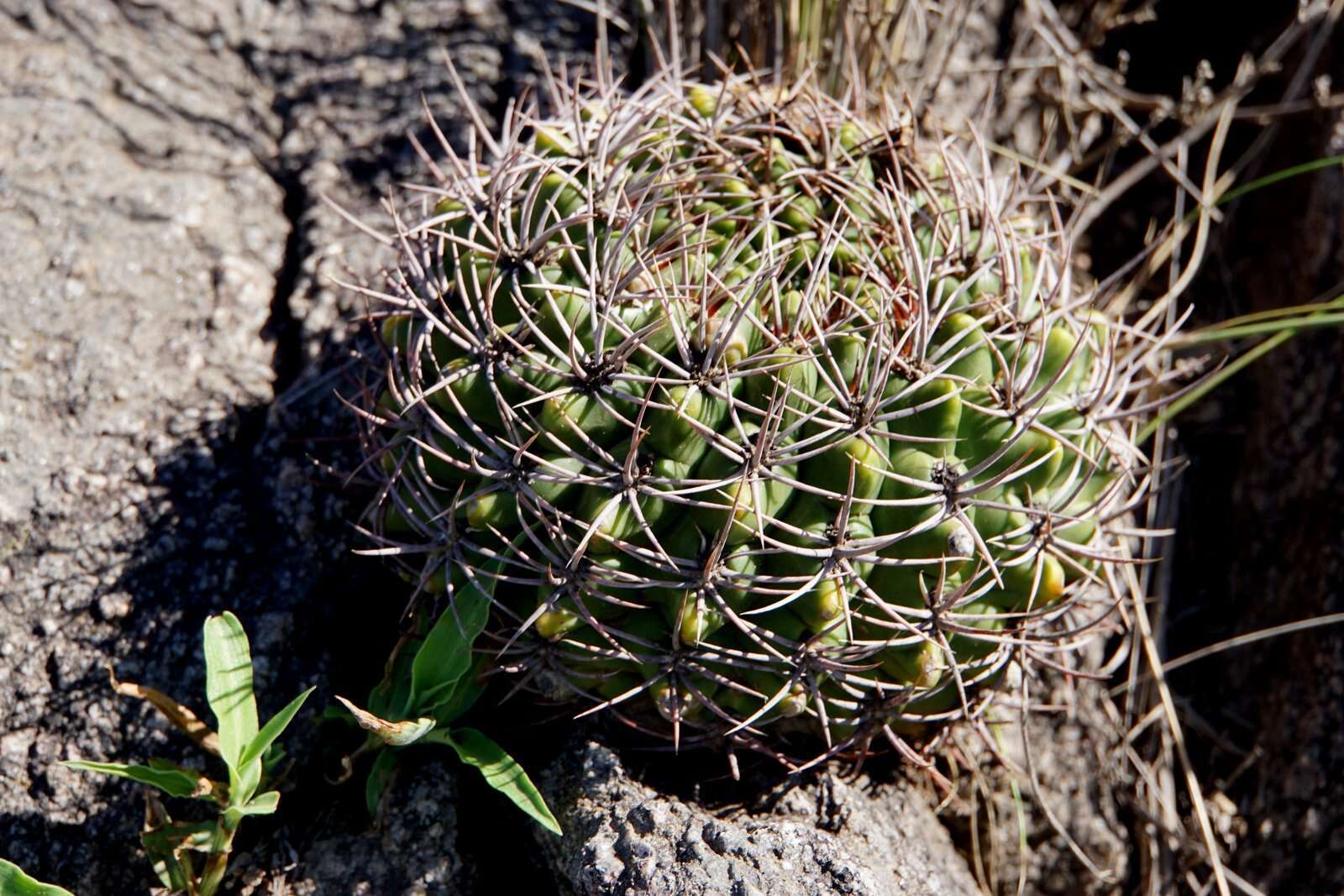 Image of Gymnocalycium mostii (Gürke) Britton & Rose