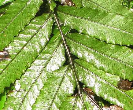 Bolbitis serratifolia (Mert. ex Kaulf.) Schott的圖片