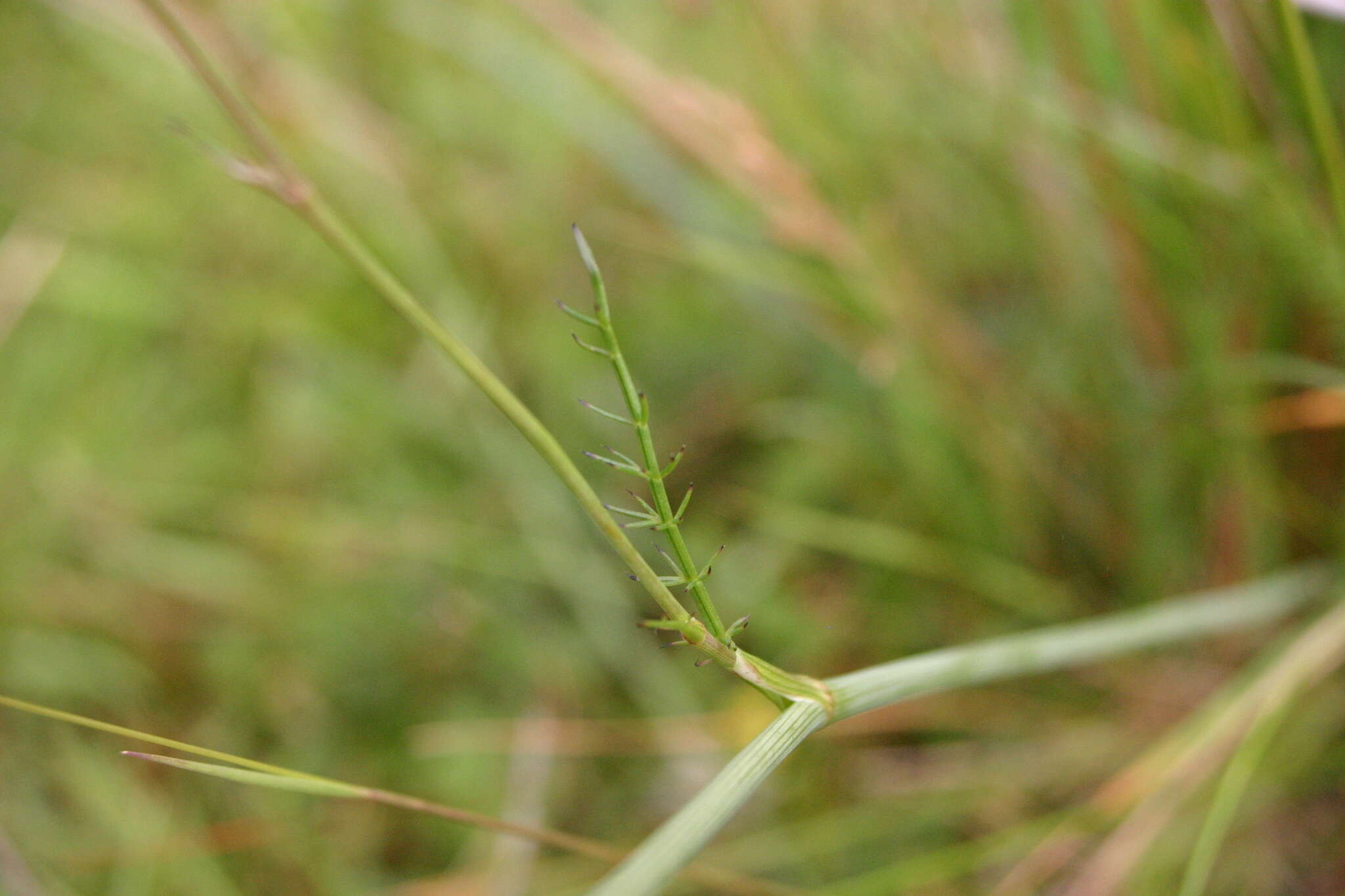 Image de Carum verticillatum (L.) W. D. J. Koch