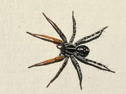 Image de Nyssus coloripes Walckenaer 1805