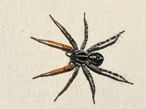 Image of Nyssus coloripes Walckenaer 1805