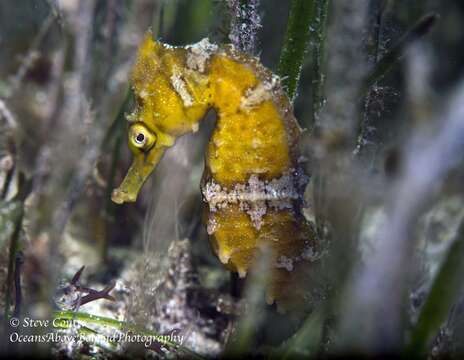 Image of New Holland Seahorse