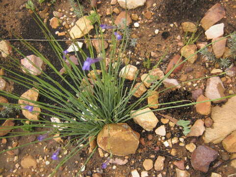 Image of Lobelia linearis Thunb.