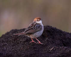 Image of Stout Cisticola