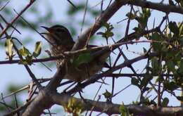 Image of White-browed Scrub Robin