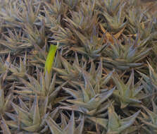 Image of Deuterocohnia brevifolia (Griseb.) M. A. Spencer & L. B. Sm.