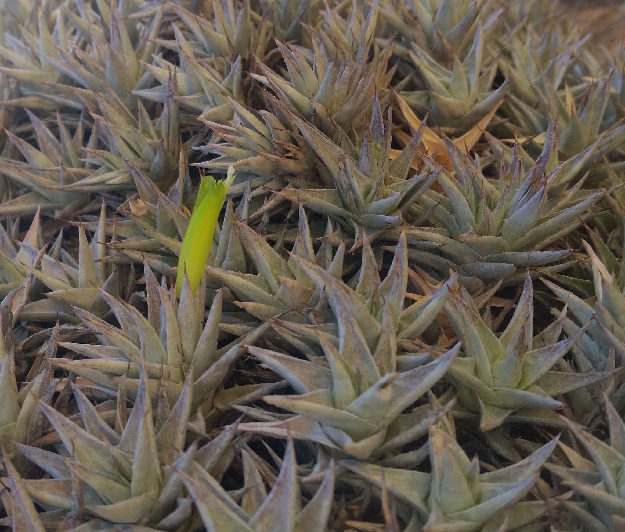 Image of Deuterocohnia brevifolia (Griseb.) M. A. Spencer & L. B. Sm.