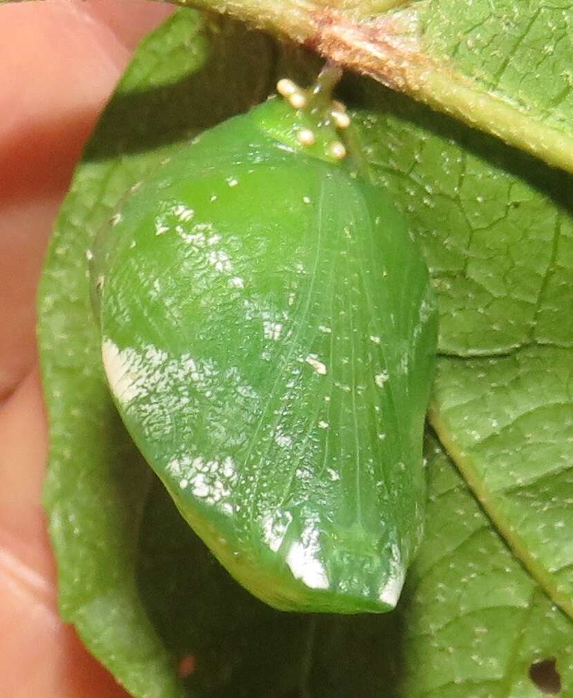 Image of Green-veined Charaxes