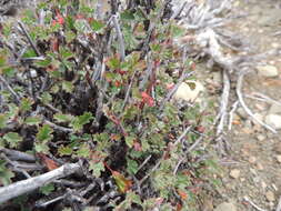 Image of Hermannia desertorum Eckl. & Zeyh.