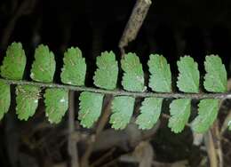 Image de Asplenium crinicaule Hance