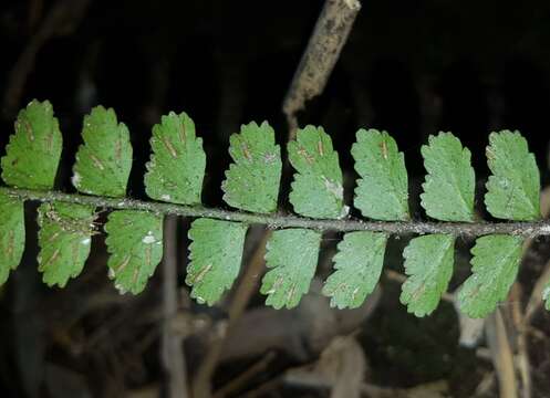 Image of Asplenium crinicaule Hance