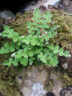 Plancia ëd Asplenium ceterach L.