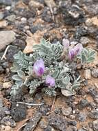 Image of Bicknell's milkvetch