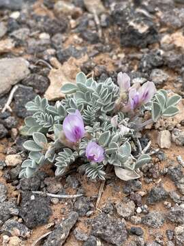 صورة Astragalus consobrinus (Barneby) S. L. Welsh