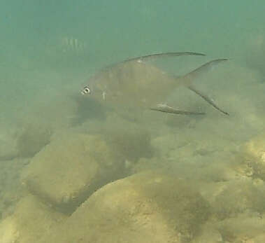 Image of Banner Pompano