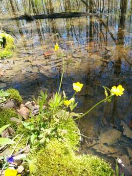 Ranunculus hispidus Michx.的圖片