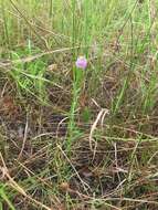 Image of Little-Leaf Milkwort