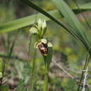 Ophrys umbilicata subsp. umbilicata resmi