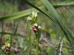 Ophrys umbilicata subsp. umbilicata resmi